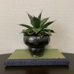 植物インスタグラマーGREELAXがオススメするアガベランキングTOP５